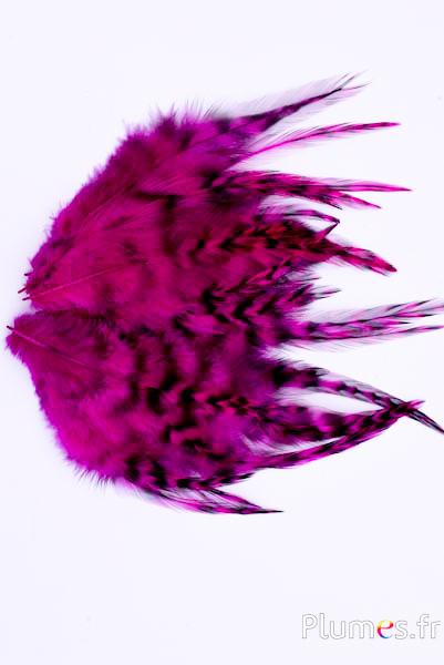 Coq chinchilla - 9-13 cm - fuchsia
